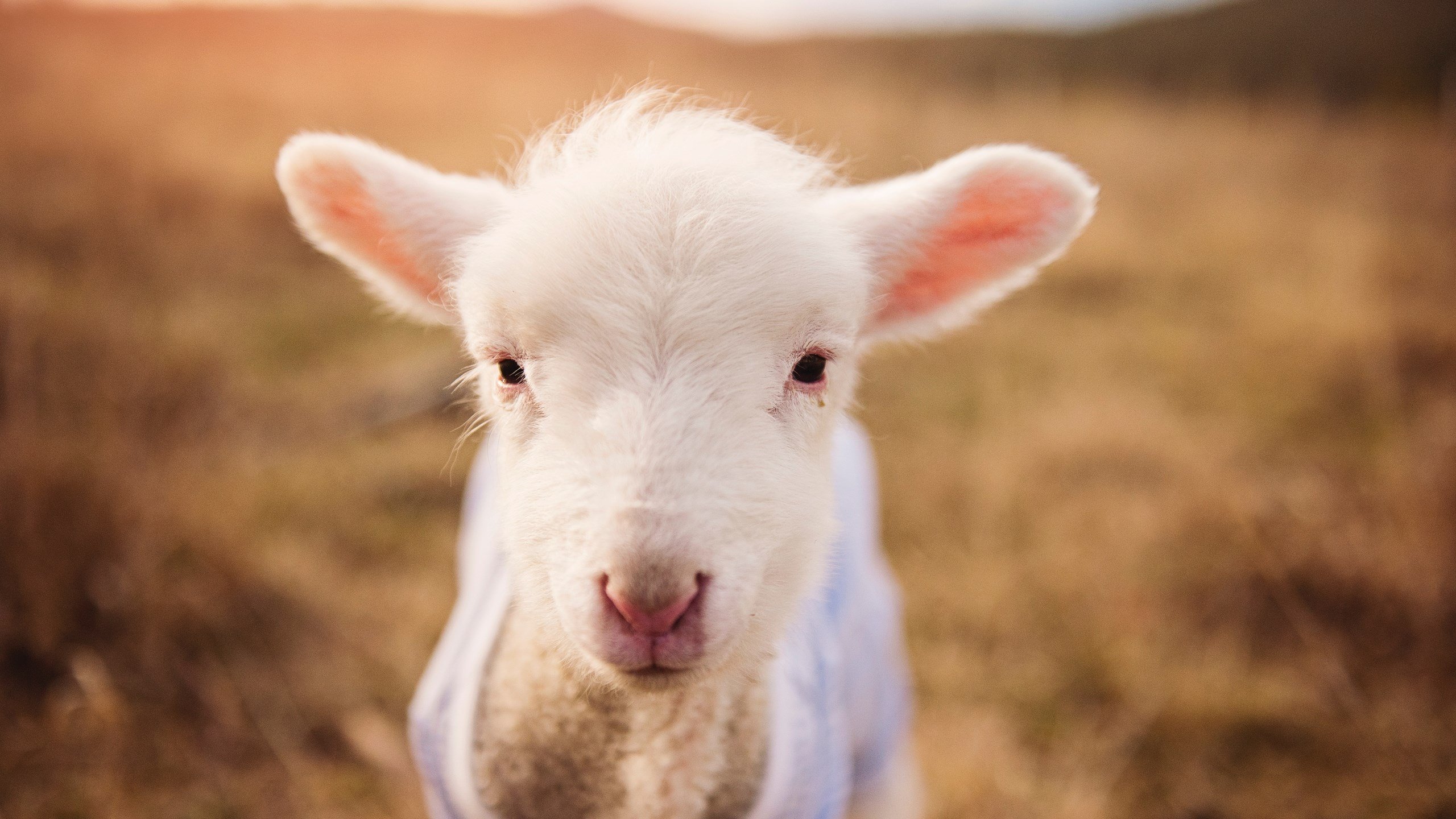 霍勒迪的秒针，那记抛投如何冻结了时间，定义了永恒