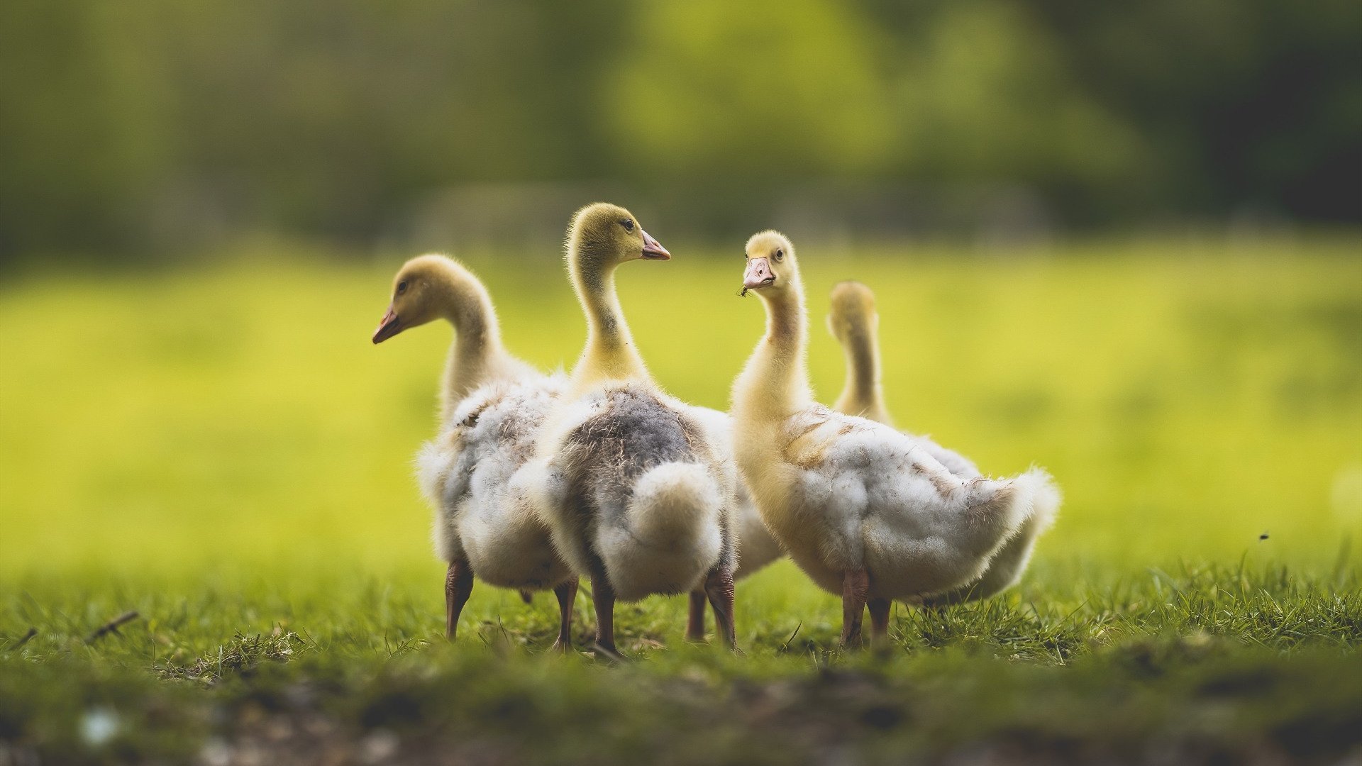 北欧冰霜，巴尔干烈焰，一场被伊布改写的节奏之争