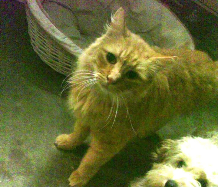 从卡马文加的琴弦到森保一的棋局，当节奏完全掌控成为现代足球的终极法则