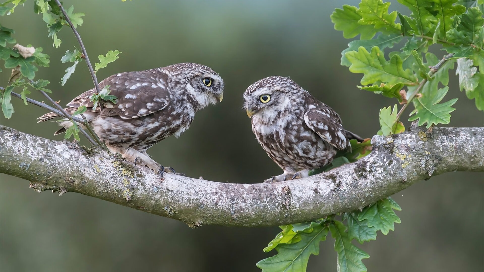 高原无声，久保建英在玻利维亚风暴中的致命一击