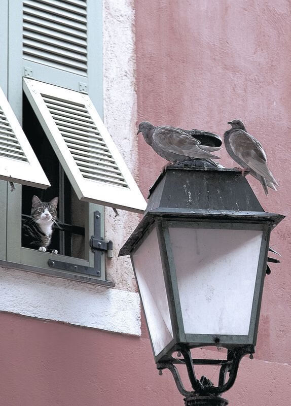 王朝的暗线,国王队打穿步行者,与东契奇2026世界杯的接管预言