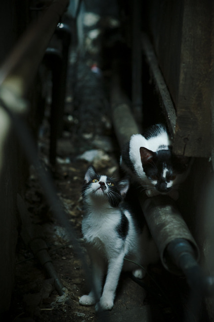 跨界之光,欧冠之夜,篮球巨星布克的决胜时刻