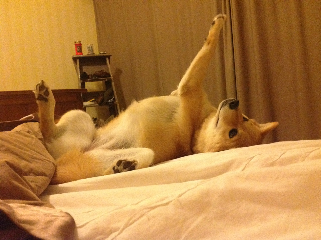 纪录与荣耀，楚阿梅尼的突破与安哥拉的历史性胜利