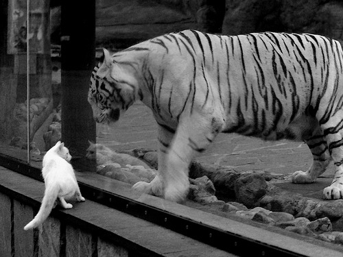 一曲奔流的弗拉明戈，塞维利亚在威尔士沉寂的土地上奏响，罗德里戈成为今夜唯一的注脚