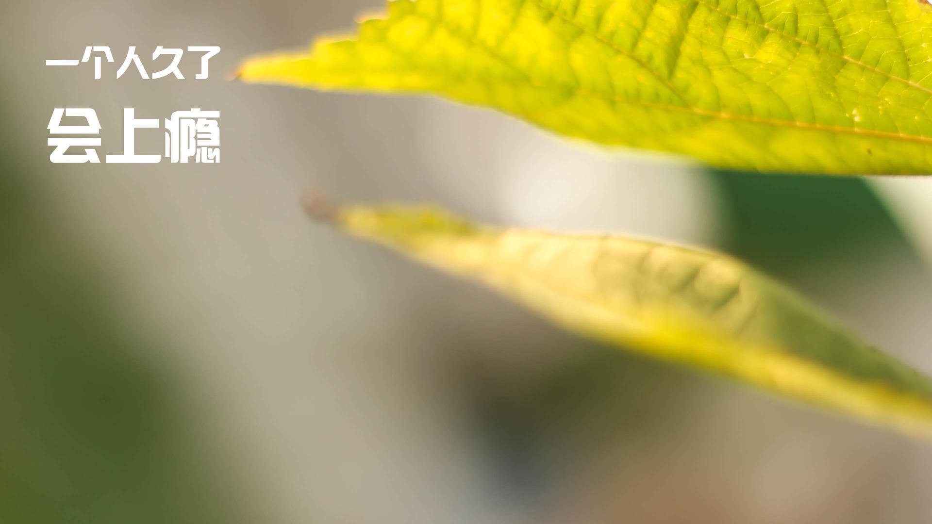 足球世界新王诞生?非典型后卫巴斯托尼在美北非战中的数据革命