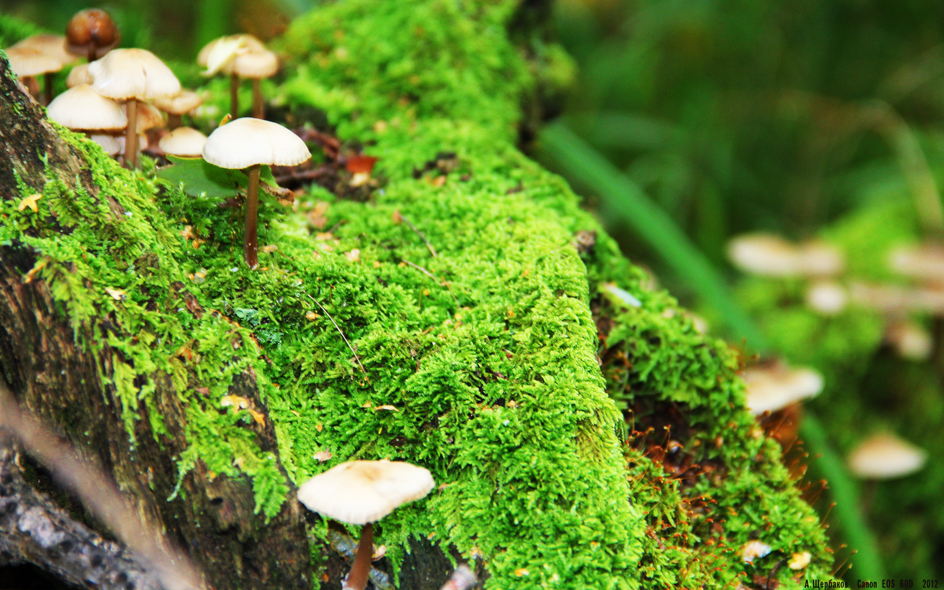 绿茵烽火连天,篮坛压哨绝杀—双线战场的激情与意志