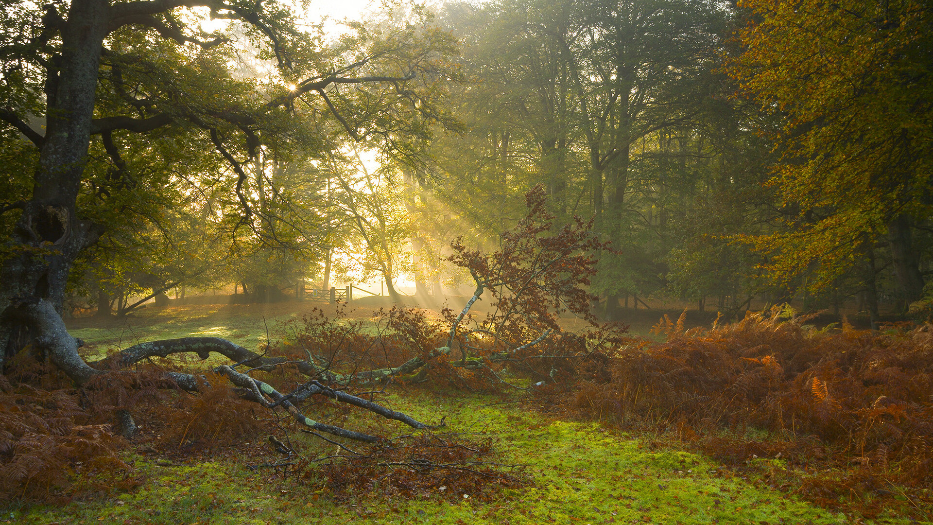 破壁之战,当维苏威的火焰遇上丹麦铁壁,坎特在史诗缝隙中加冕