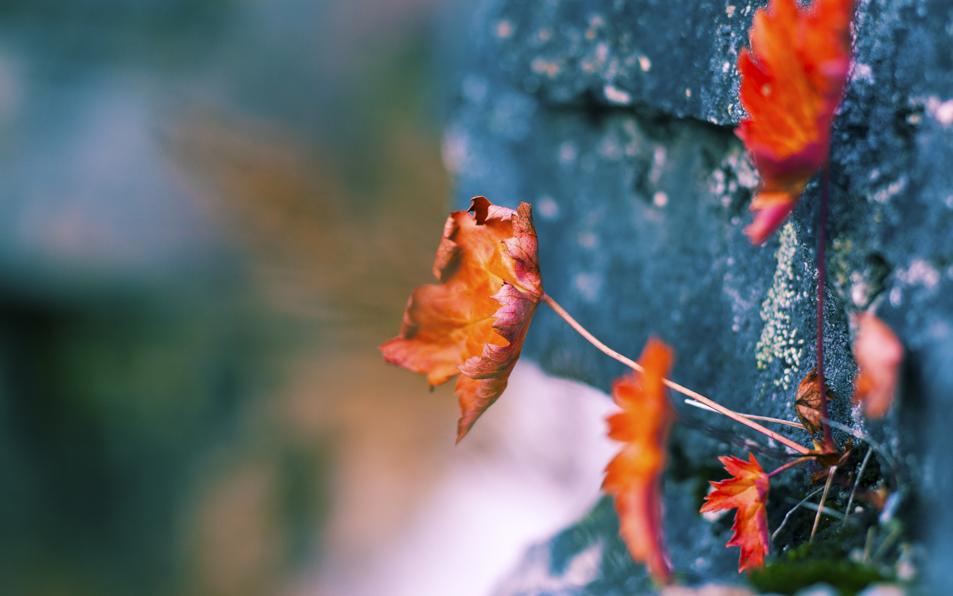 美加墨世界杯焦点战,澳大利亚爆冷击败巴萨西班牙,改写足球历史