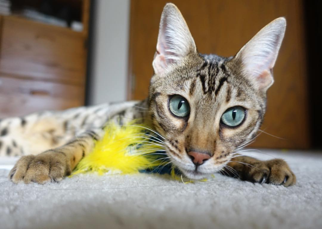 狭路相逢，一球定生死，里昂点球鏖战力克多特，昂首挺进争冠决战