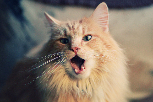 亚特兰大碾压夺冠,阿尔瓦雷斯金球定义新传奇