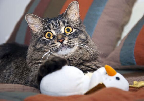 阿劳霍终场前梅开二度爆发，拉齐奥补时绝杀逆转皇家社会