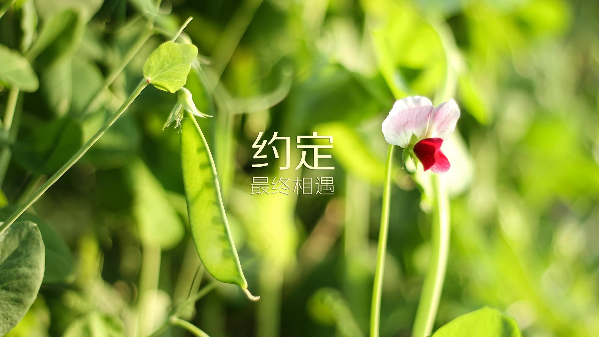 一场没有替补的宿命，2026世界杯A组，印度对阵摩洛哥，阿方索·戴维斯如何用一个人改写两支球队的历史
